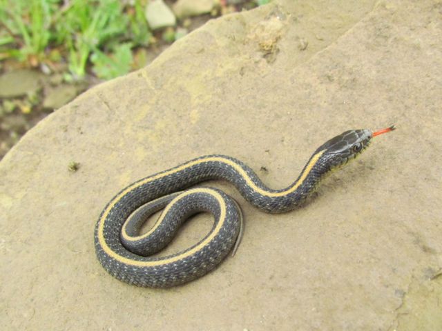 Santa Cruz Garter Snake